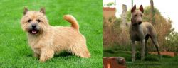 Norwich Terrier vs Jonangi - Breed Comparison