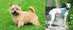 Norwich Terrier vs Kaikadi - Breed Comparison