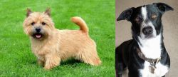 Norwich Terrier vs McNab - Breed Comparison