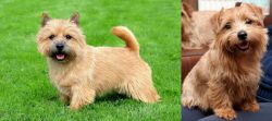 Norwich Terrier vs Norfolk Terrier - Breed Comparison