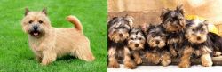 Norwich Terrier vs Yorkshire Terrier - Breed Comparison