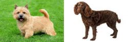 Nova Scotia Duck-Tolling Retriever vs American Water Spaniel - Breed Comparison