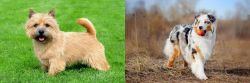 Nova Scotia Duck-Tolling Retriever vs Australian Shepherd - Breed Comparison