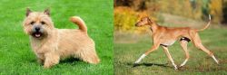 Nova Scotia Duck-Tolling Retriever vs Azawakh - Breed Comparison