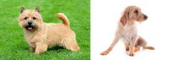 Nova Scotia Duck-Tolling Retriever vs Basset Fauve de Bretagne - Breed Comparison