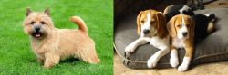 Nova Scotia Duck-Tolling Retriever vs Beagle - Breed Comparison