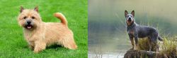 Nova Scotia Duck-Tolling Retriever vs Blue Healer - Breed Comparison