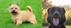 Nova Scotia Duck-Tolling Retriever vs Borador - Breed Comparison