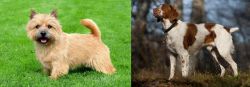 Nova Scotia Duck-Tolling Retriever vs Brittany - Breed Comparison