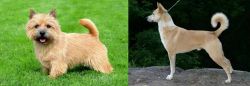 Nova Scotia Duck-Tolling Retriever vs Canaan Dog - Breed Comparison