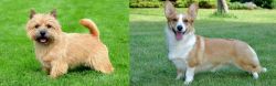 Nova Scotia Duck-Tolling Retriever vs Cardigan Welsh Corgi - Breed Comparison
