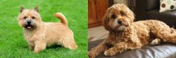Nova Scotia Duck-Tolling Retriever vs Cavapoo - Breed Comparison