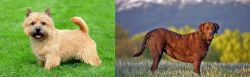 Nova Scotia Duck-Tolling Retriever vs Chesapeake Bay Retriever - Breed Comparison