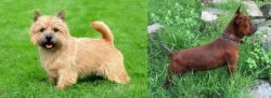 Nova Scotia Duck-Tolling Retriever vs Chinese Chongqing Dog - Breed Comparison