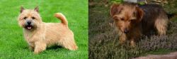 Nova Scotia Duck-Tolling Retriever vs Dorkie - Breed Comparison