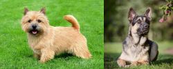 Nova Scotia Duck-Tolling Retriever vs East European Shepherd - Breed Comparison