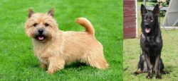 Nova Scotia Duck-Tolling Retriever vs East German Shepherd - Breed Comparison