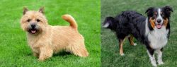 Nova Scotia Duck-Tolling Retriever vs English Shepherd - Breed Comparison