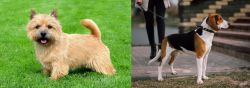 Nova Scotia Duck-Tolling Retriever vs Estonian Hound - Breed Comparison