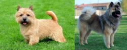 Nova Scotia Duck-Tolling Retriever vs Eurasier - Breed Comparison