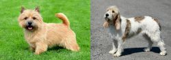 Nova Scotia Duck-Tolling Retriever vs Grand Basset Griffon Vendeen - Breed Comparison