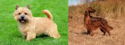 Nova Scotia Duck-Tolling Retriever vs Irish Setter - Breed Comparison