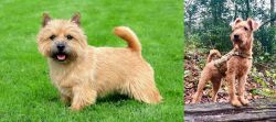 Nova Scotia Duck-Tolling Retriever vs Irish Terrier - Breed Comparison