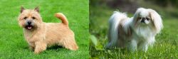 Nova Scotia Duck-Tolling Retriever vs Japanese Chin - Breed Comparison