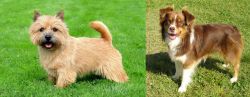 Nova Scotia Duck-Tolling Retriever vs Miniature Australian Shepherd - Breed Comparison