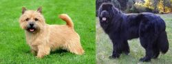 Nova Scotia Duck-Tolling Retriever vs Newfoundland Dog - Breed Comparison