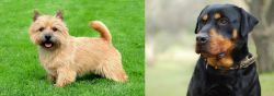 Nova Scotia Duck-Tolling Retriever vs Rottweiler - Breed Comparison