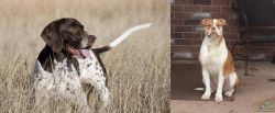 Old Danish Pointer vs Alapaha Blue Blood Bulldog - Breed Comparison