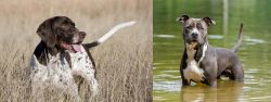 Old Danish Pointer vs American Staffordshire Terrier - Breed Comparison