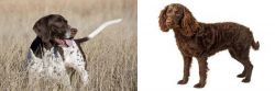 Old Danish Pointer vs American Water Spaniel - Breed Comparison