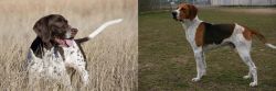 Old Danish Pointer vs Anglo-Francais de Petite Venerie - Breed Comparison