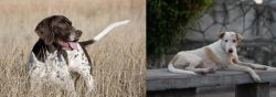 Old Danish Pointer vs Askal - Breed Comparison