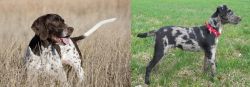Old Danish Pointer vs Atlas Terrier - Breed Comparison