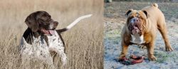 Old Danish Pointer vs Australian Bulldog - Breed Comparison