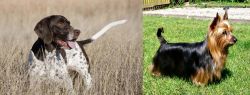 Old Danish Pointer vs Australian Silky Terrier - Breed Comparison
