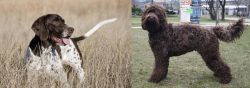 Old Danish Pointer vs Barbet - Breed Comparison