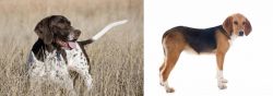 Old Danish Pointer vs Beagle-Harrier - Breed Comparison