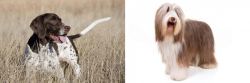 Old Danish Pointer vs Bearded Collie - Breed Comparison