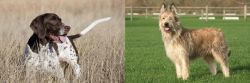 Old Danish Pointer vs Berger Picard - Breed Comparison