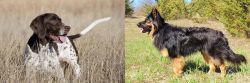 Old Danish Pointer vs Bohemian Shepherd - Breed Comparison