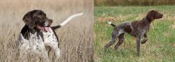 Old Danish Pointer vs Braque Francais - Breed Comparison