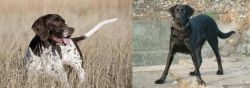 Old Danish Pointer vs Cao de Castro Laboreiro - Breed Comparison