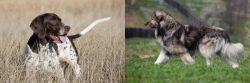 Old Danish Pointer vs Carpatin - Breed Comparison