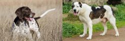 Old Danish Pointer vs Central Asian Shepherd - Breed Comparison