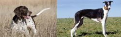 Old Danish Pointer vs Chart Polski - Breed Comparison