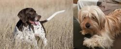 Old Danish Pointer vs Cyprus Poodle - Breed Comparison